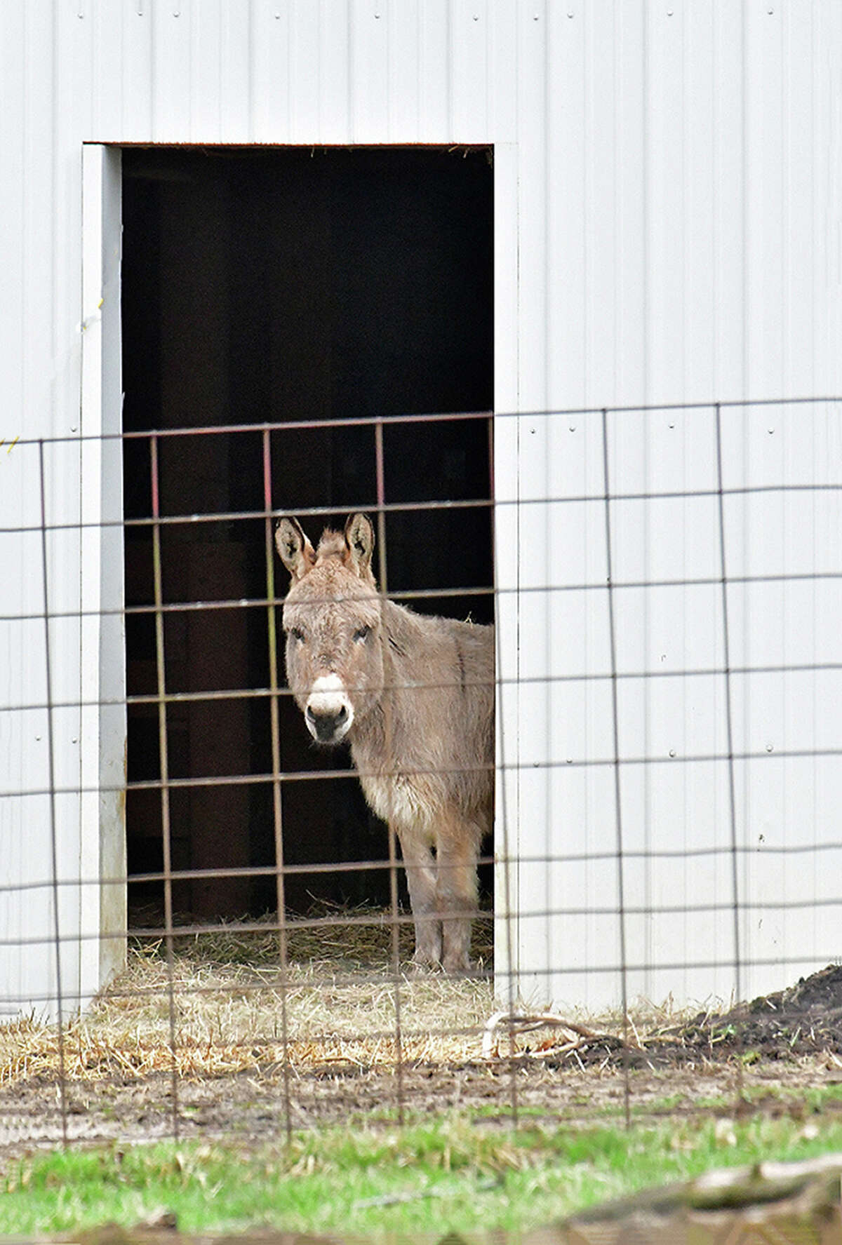 A donkey gives a curious look from inside a barn.