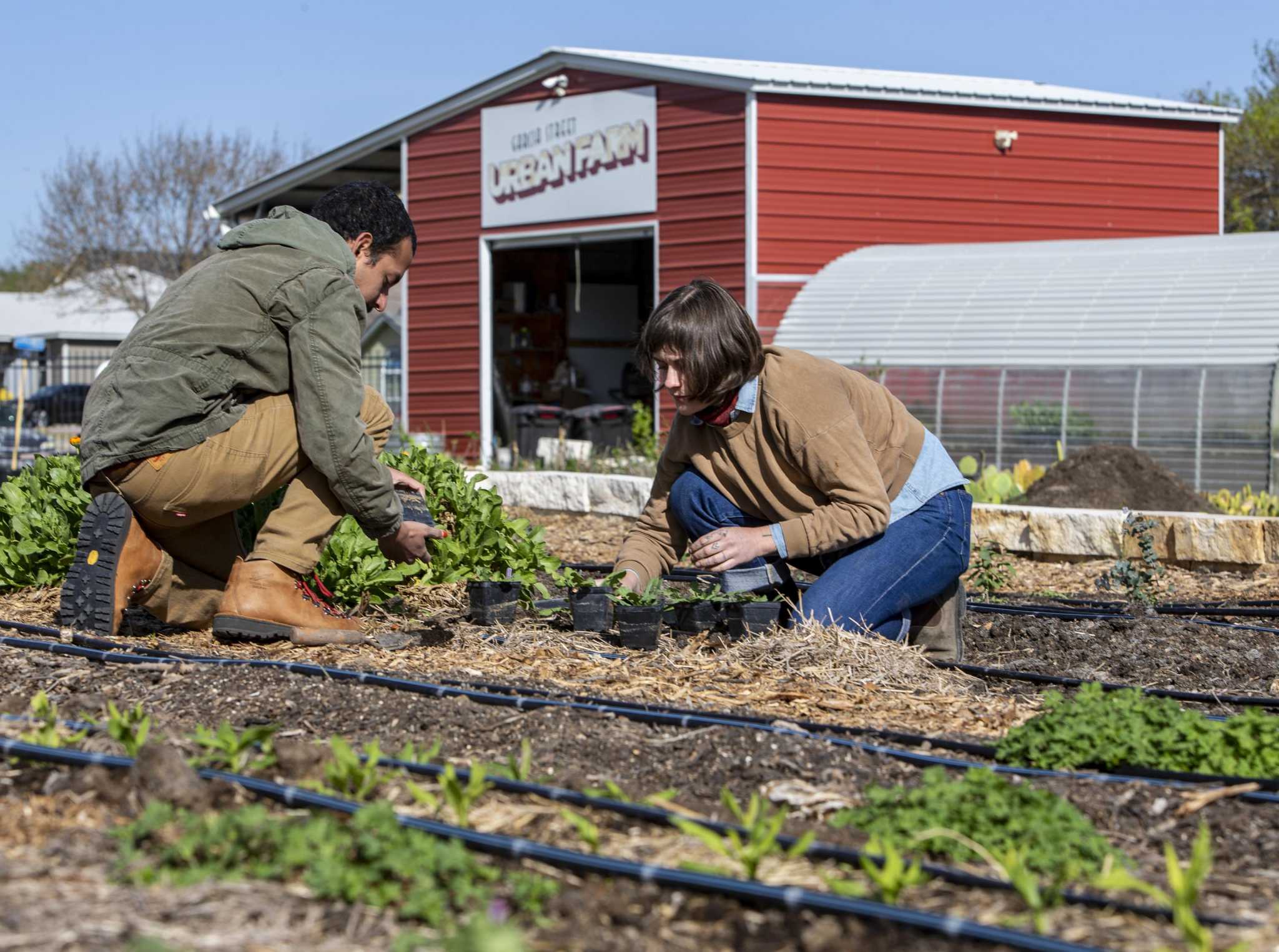 Urban farming can cost thousands of dollars to develop. Advocates are trying to change that. - Vimarsana News