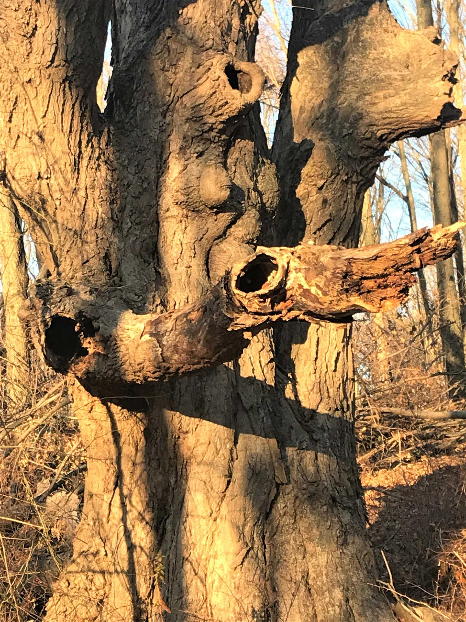 Guided hike at Middletown's Hubbard Brook Preserve set for Sunday - Vimarsana News
