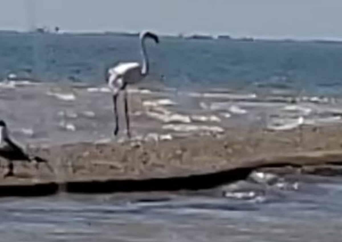 A fugitive flamingo that escaped a Kansas zoo over a decade ago was spotted on the Texas coast on March 10, according to officials with the Texas Parks and Wildlife Department. 