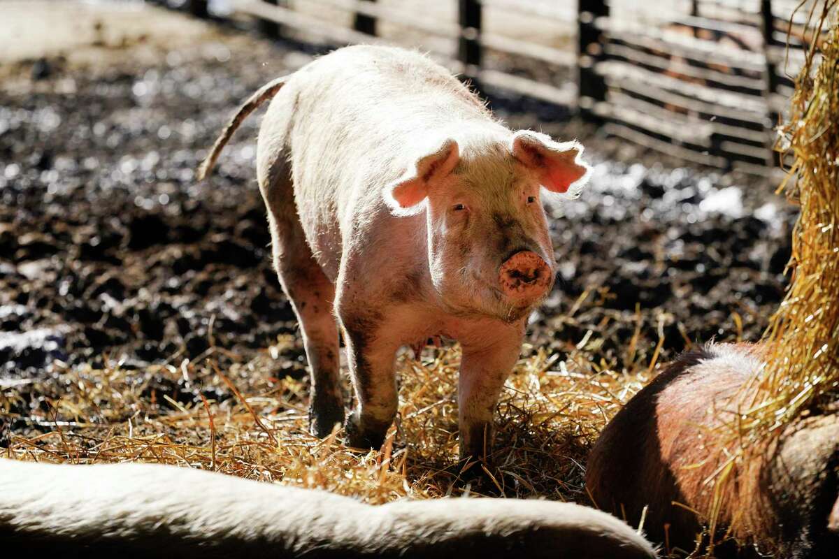 在爱荷华州艾略特附近的罗恩马德森农场，一头猪在围栏里散步。马德森出售给特色肉类公司尼曼牧场(Niman Ranch)的生猪符合加州的标准。尼曼牧场支持通过12号提案，并要求所有大约650名养猪户给种猪提供比法律规定更多的空间。