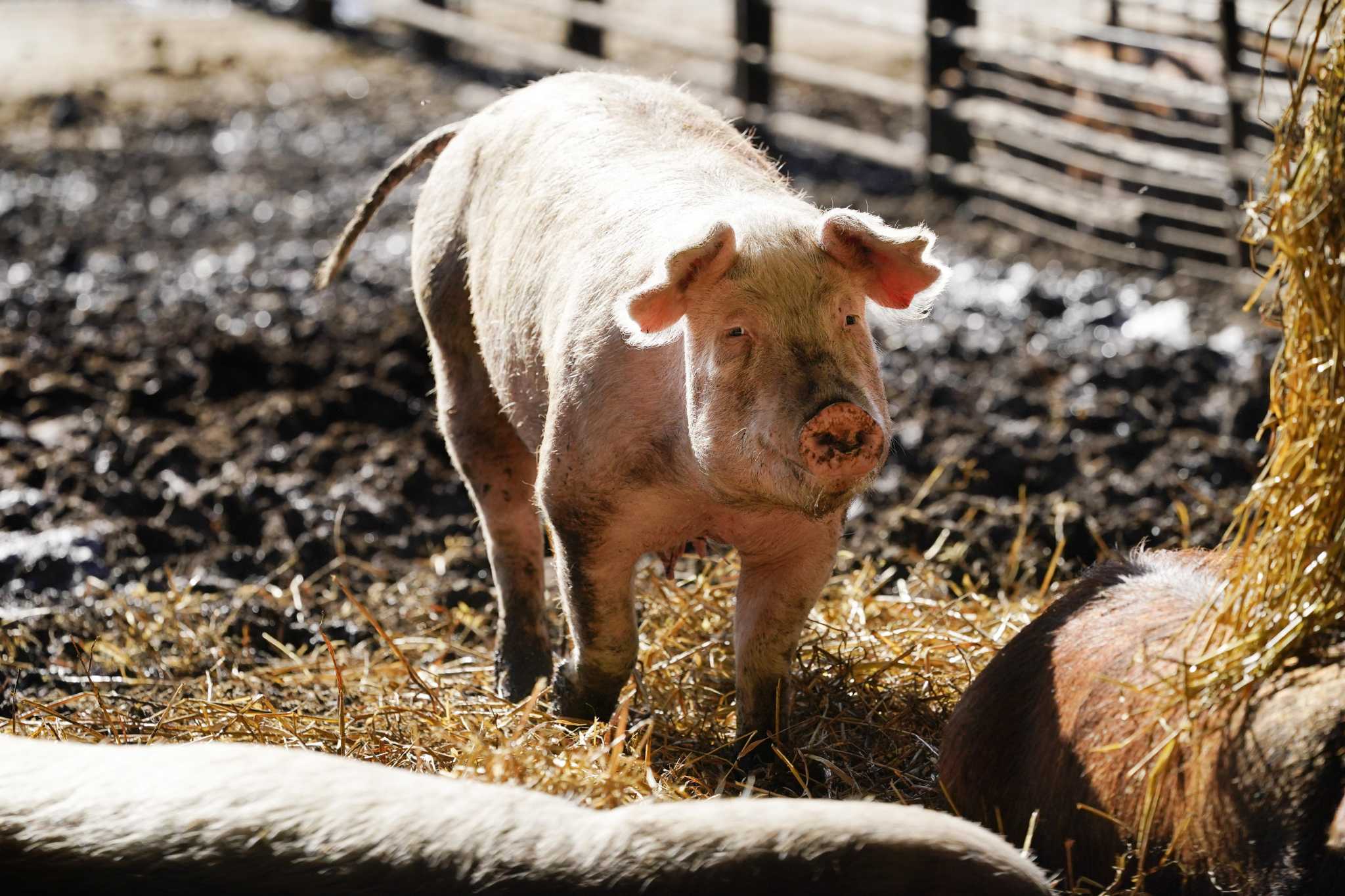 Biden sides with pork industry in fight over California law setting  standards for animal cages