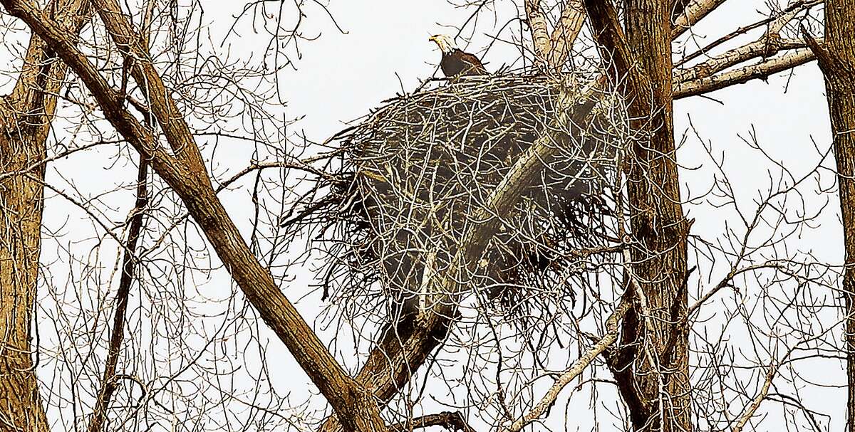 John Badman|The Telegraph It was home sweet home for an adult bald eagle Monday as it sat on its nest near the Melvin Price Locks and Dam 26 in Alton. While most of the eagles migrate back to northern states in the spring, a few become year-around local residents.