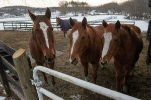 Lawmakers eye expansion of race horse anti-slaughter bill