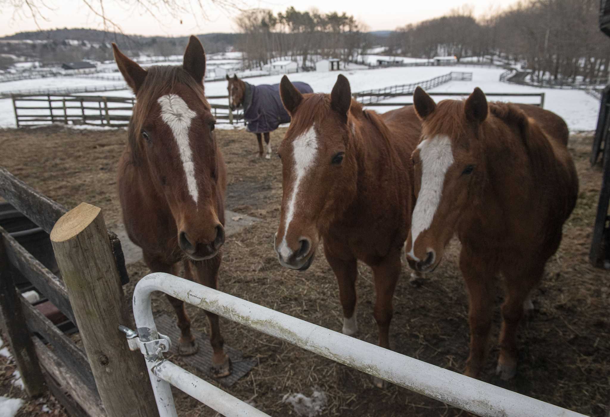 Lawmakers eye expansion of race horse anti-slaughter bill - Vimarsana News