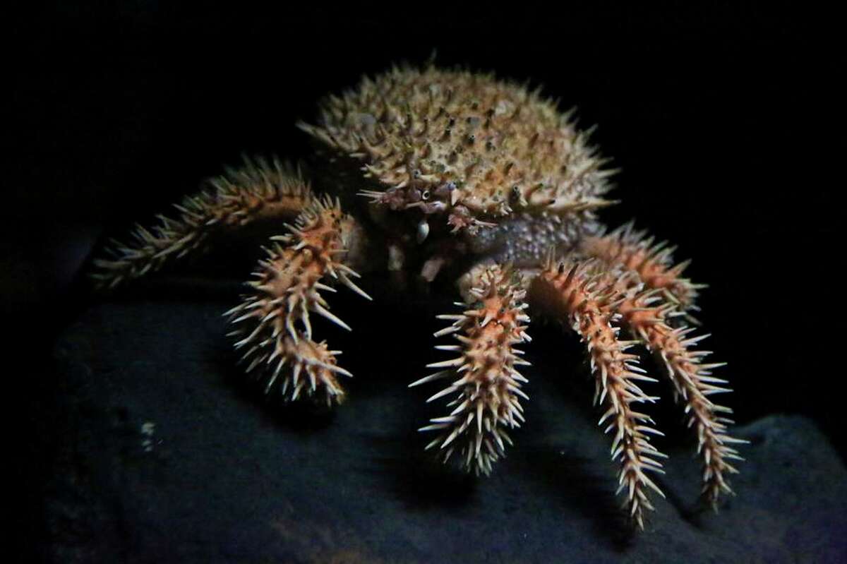 A Japanese porcupine crab at Monterey Bay Aquarium.