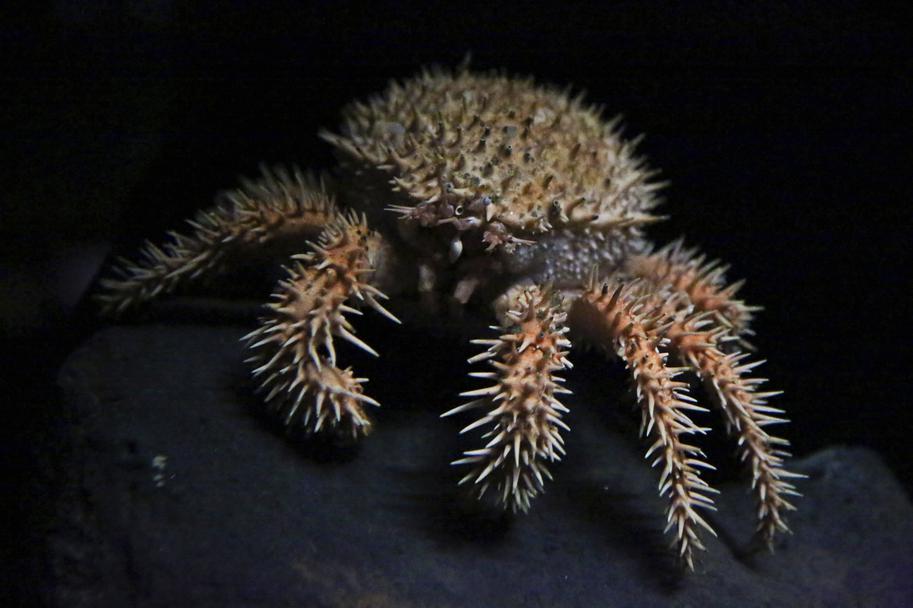 New show at Monterey Bay Aquarium provides rare view of creatures from the deep - Vimarsana News