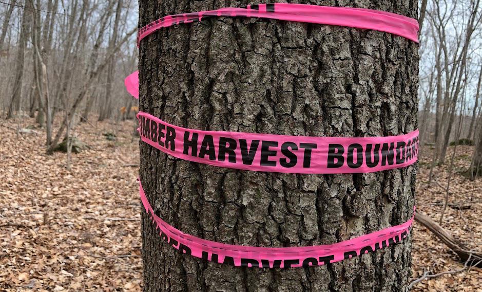 Prospect of logging and hunting in The Preserve drew crowd to meeting - Vimarsana News
