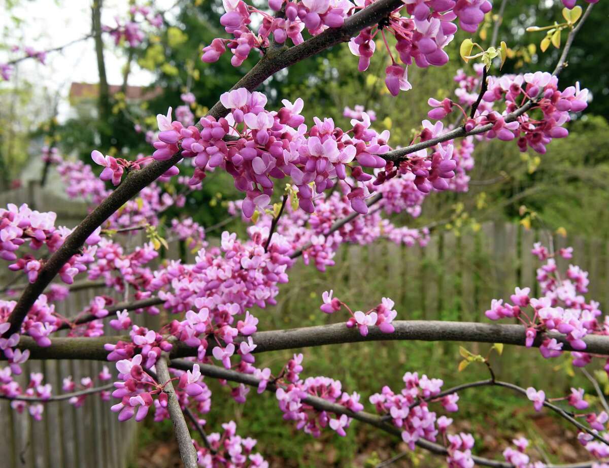Redbuds are blooming now in San Antonio gardens.