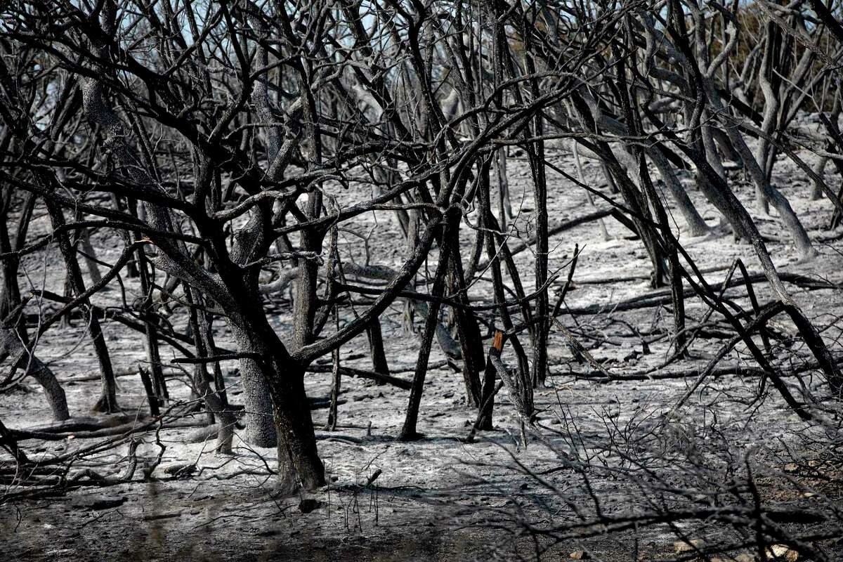 Land charred by the wildfire near Medina Lake on County Road 271.