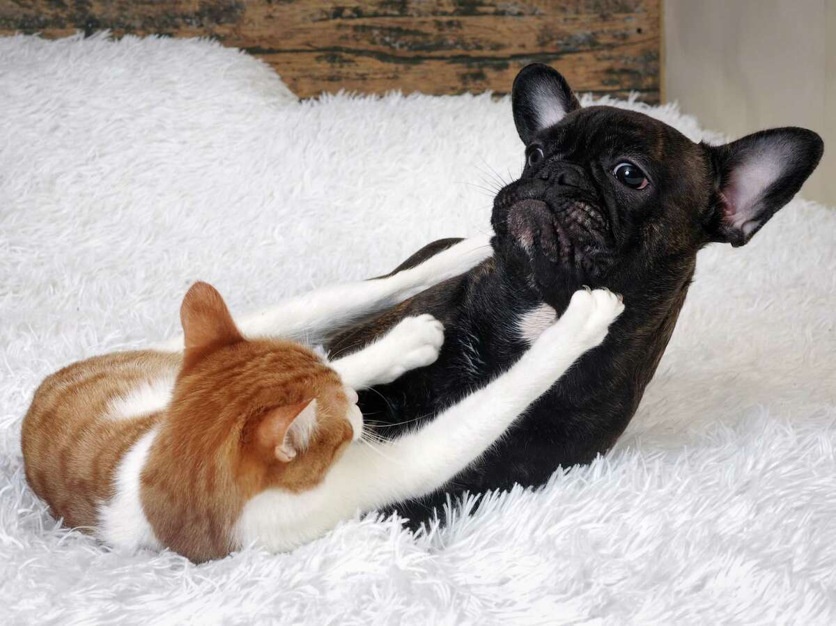 The most successful friendships are based on the dog giving the cat the leeway to rule the roost.