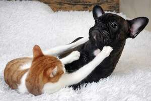 Can cats and dogs really get along? Here’s how to make it work