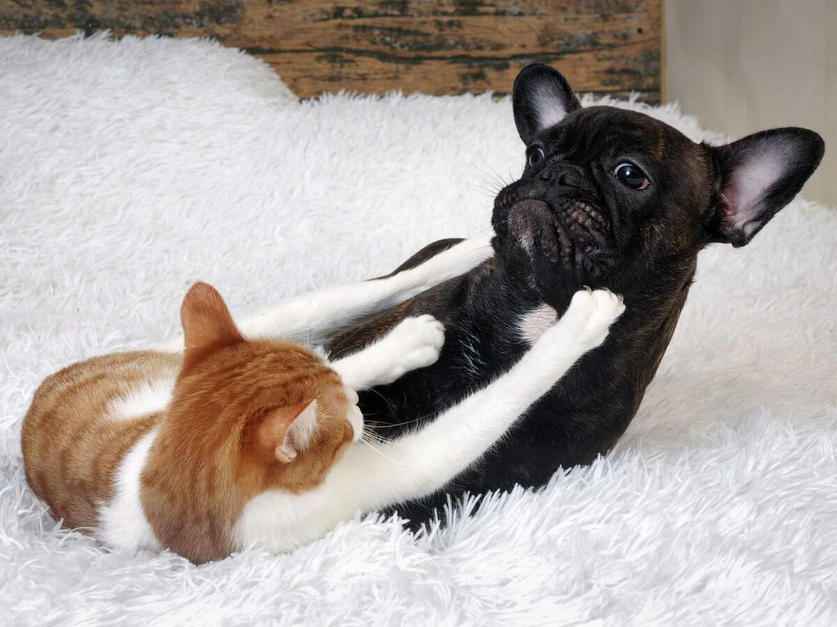 Can cats and dogs really get along? Here's how to make it work