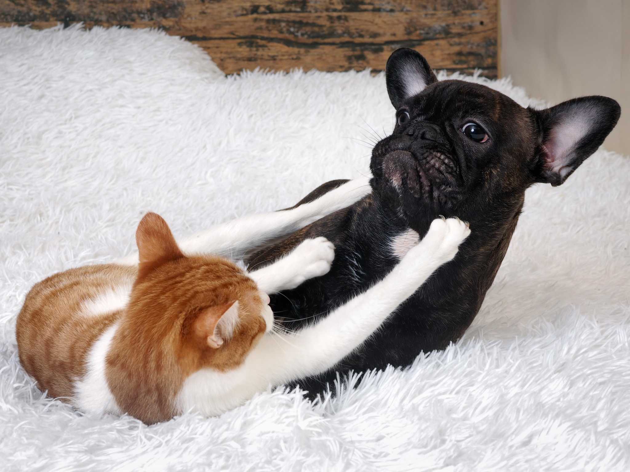 Can Dogs and Cats Get Along?