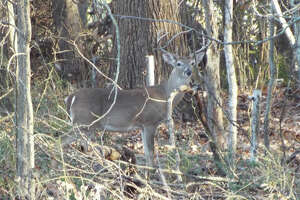 Four Texas counties will remain archery-only for deer season