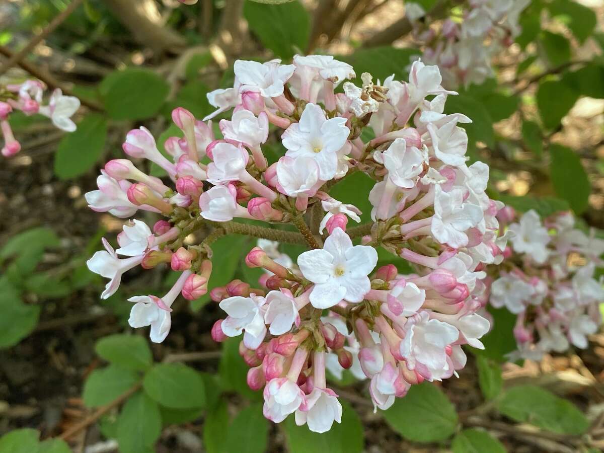 Korean Spice viburnum adds beauty and fragrance to the landscape.
