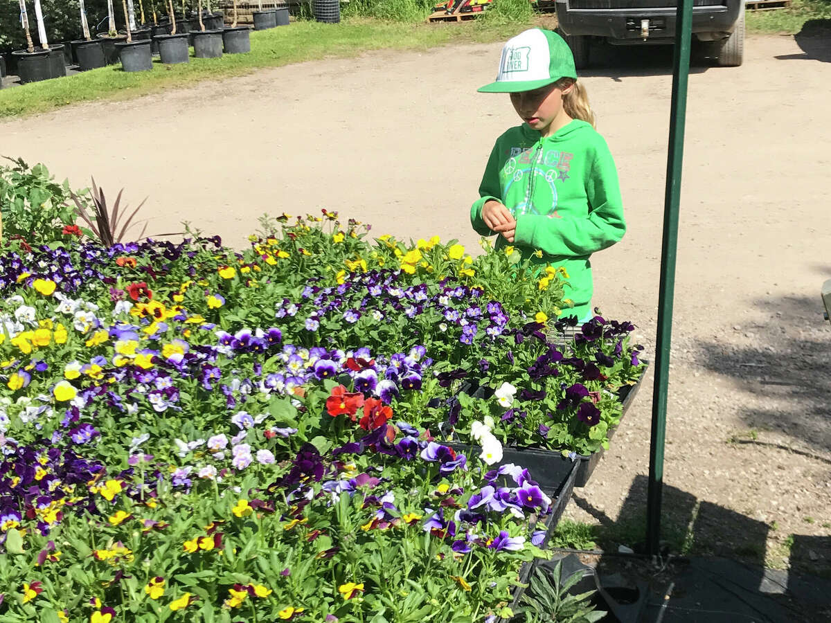 A young gardener looks over flats of pansies and other spring plants at a nursery. Taking children to a plant nursery and letting them see and smell the plants (and take one home)?“ is a good way to encourage an early interest in gardening.