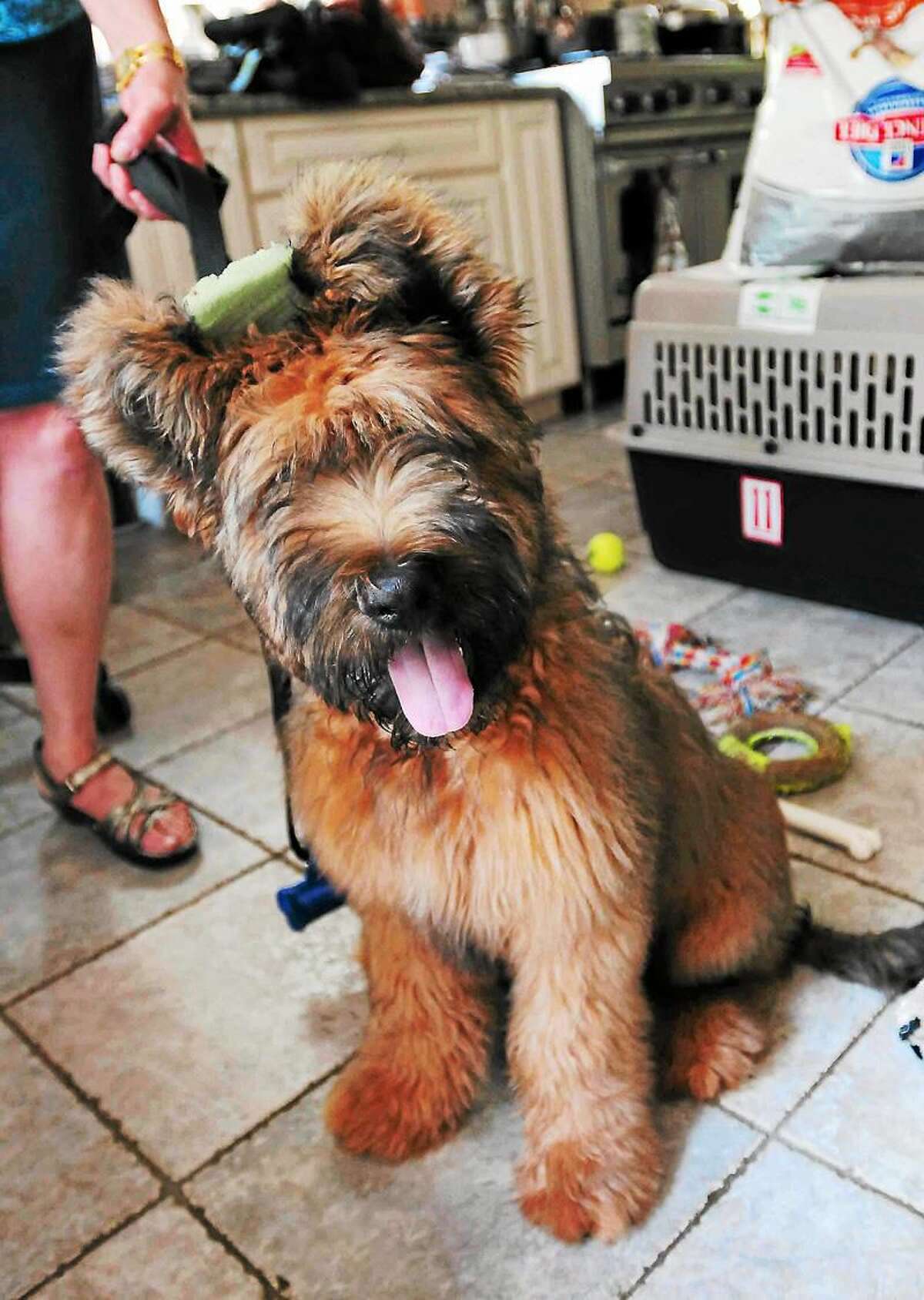 Phineas, a four-month old Briard dog whose owner, Victoria Morrow, was bitten by an unleashed dog. Morrow, who did not want to be in a photograph, criticizes New Haven Animal Shelter supervisor New Haven Police officer Stephanie Johnson for not protecting the public from dangerous unleashed dogs.