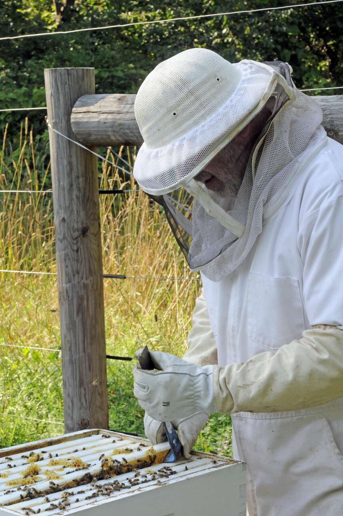 Beekeeper William Ahrens attends to one of his hives.