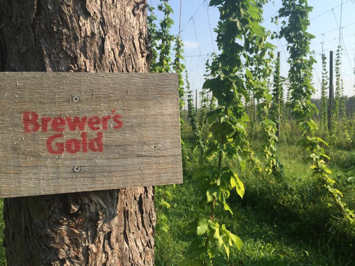 The hop yard at Kent Falls Brewing Co. shortly before the September hop harvest.