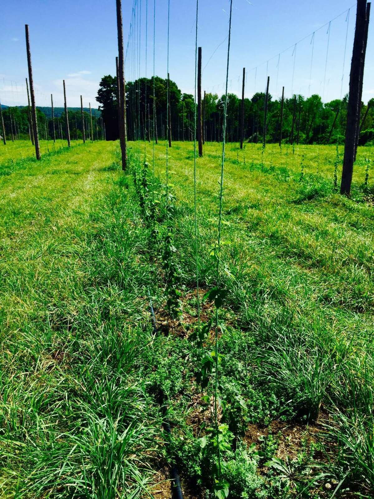 Bitter Harvest Can Connecticut Hops a New Cash Crop?
