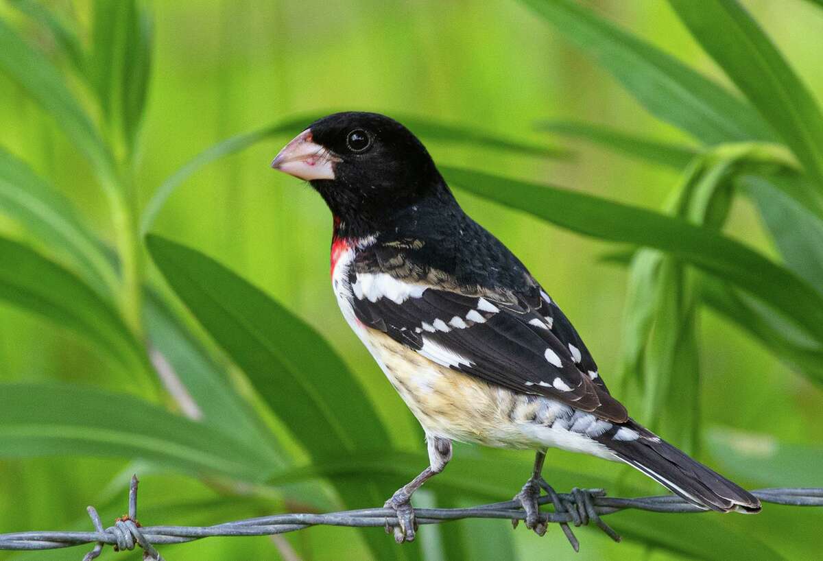 Rose-breasted grosbeak are a springtime migratory bird that drops into our yards and parks to eat on its northbound journey.