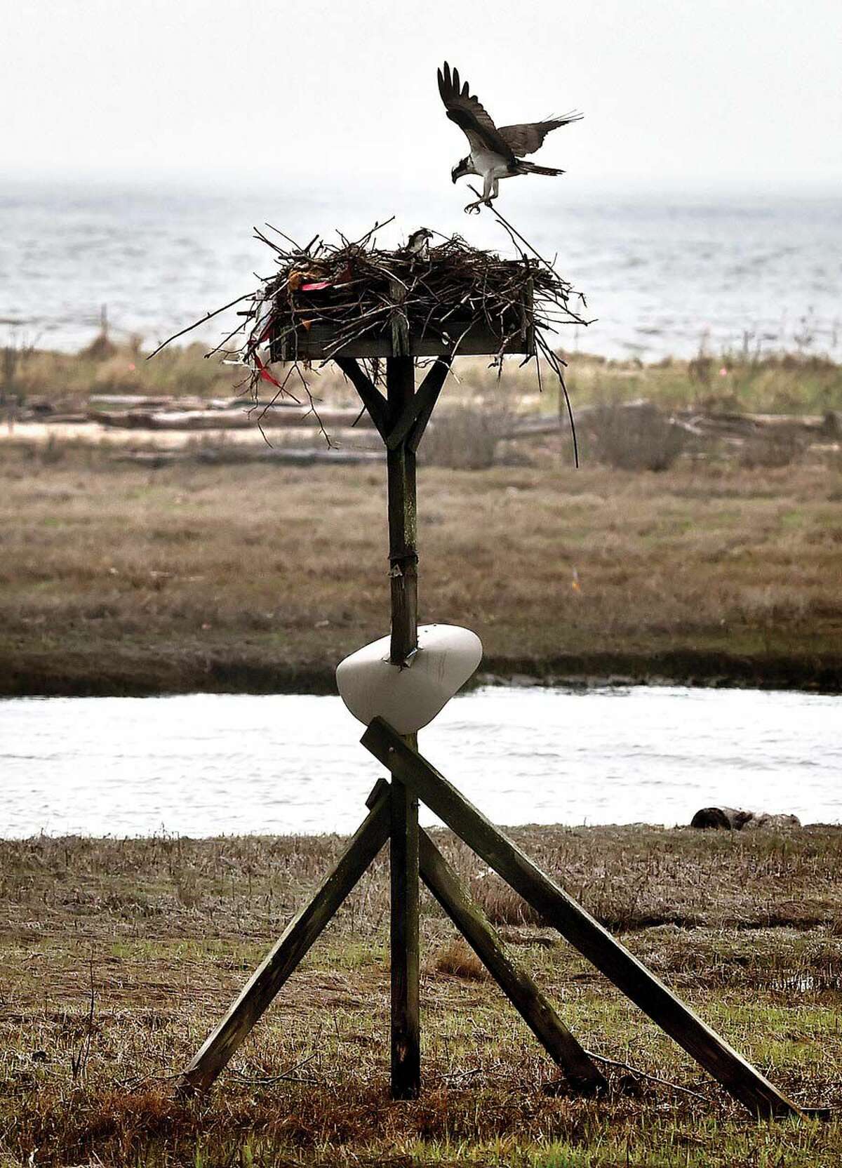 An osprey rebuilds a nest in Old Lyme.