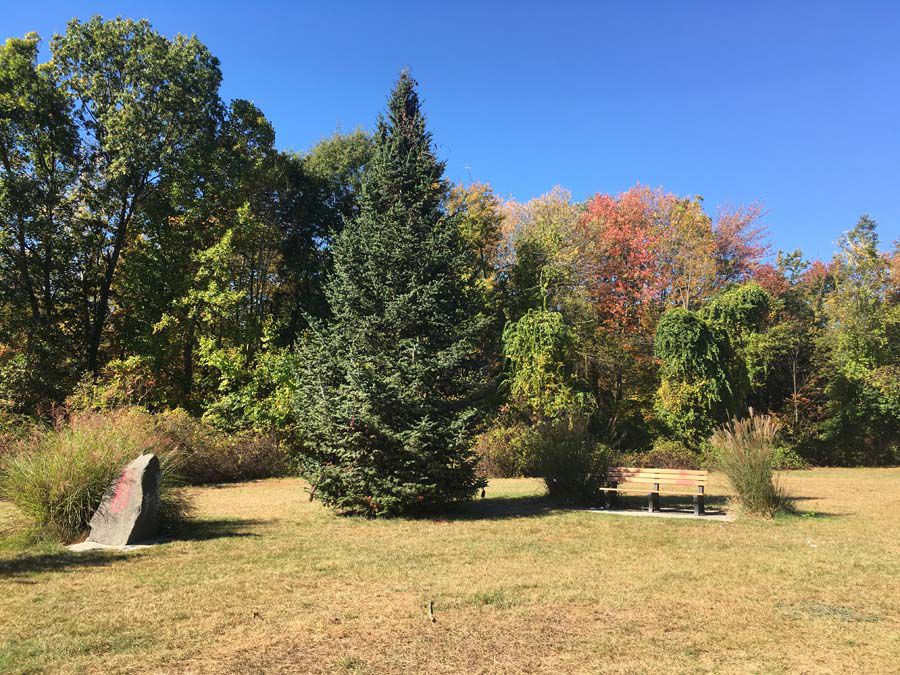 Did the New World Tradition of Putting Up Christmas Trees Really Start