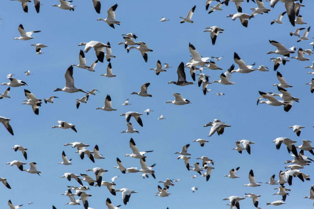 A mixed flock of Snow Geese, Anser caerulescens, and Ross's Geese, Anser rossii, in flight in the Bosque del Apache National Wildlife Refuge in New Mexico, USA.. (Photo by: Jon G. Fuller/VWPics/Universal Images Group via Getty Images)