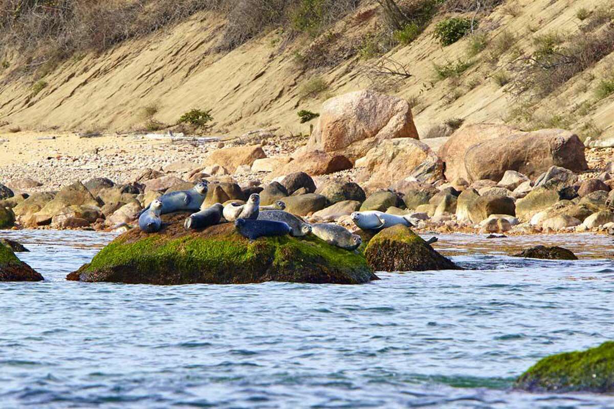 Plum Island is a popular spot for seals to congregate.