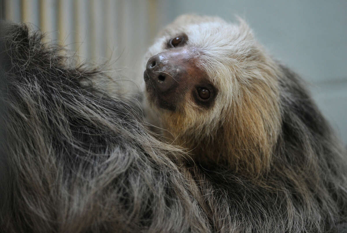 Jabba, the Beardsley Zoo's resident two-toed sloth, has been put together with Hope, a visiting female sloth, for breeding at the Beardsley Zoo in Bridgeport Feb. 13. Many state libraries offer discounts to Connecticut attractions, including the Bridgeport zoo.
