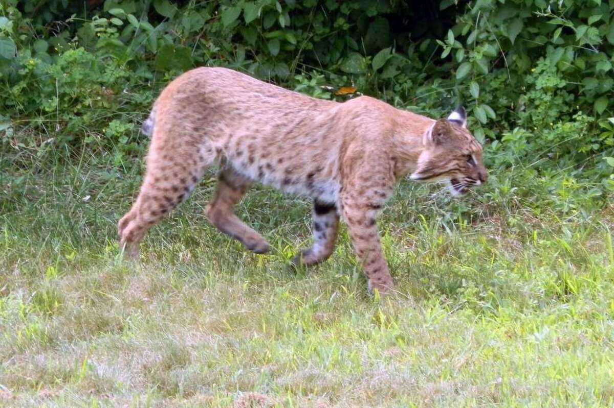 Milford resident Pam Rasmidatta took this photo of a bobcat in Oct. 2017 in a neighbor's backyard on Herbert Street in Milford, Conn. A city animal control officer confirmed it was a bobcat.