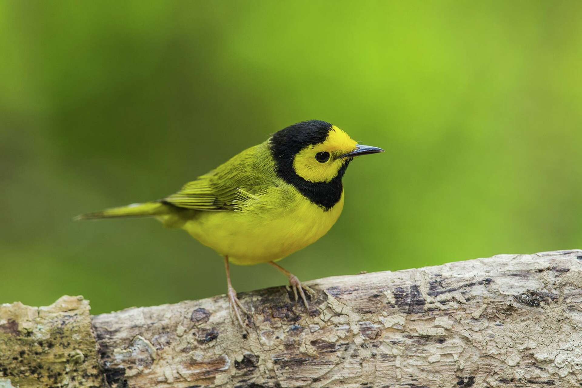 Houston TX can see lemon-yellow warblers at backyard birdfeeders