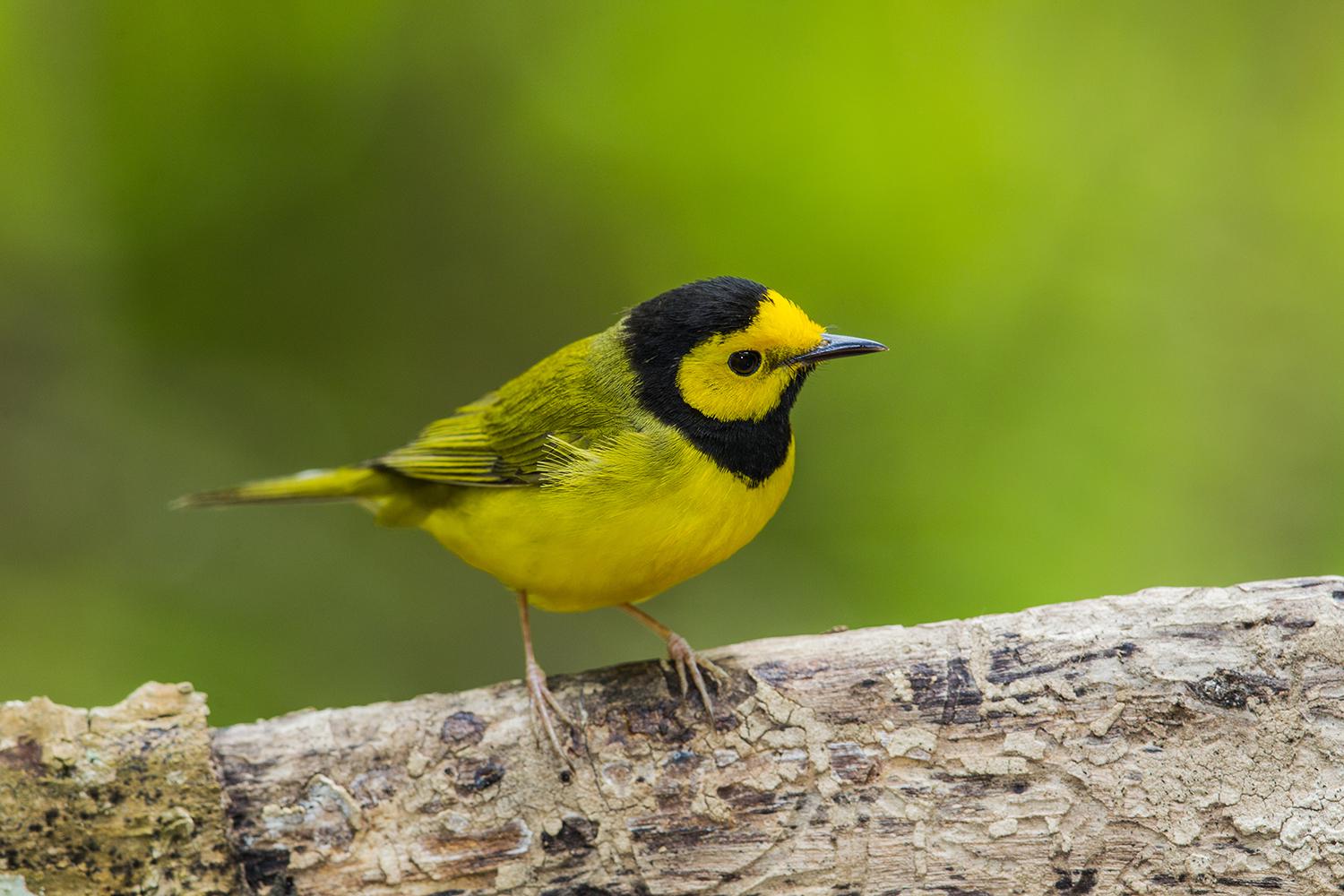 Houston TX can see lemon-yellow warblers at backyard birdfeeders