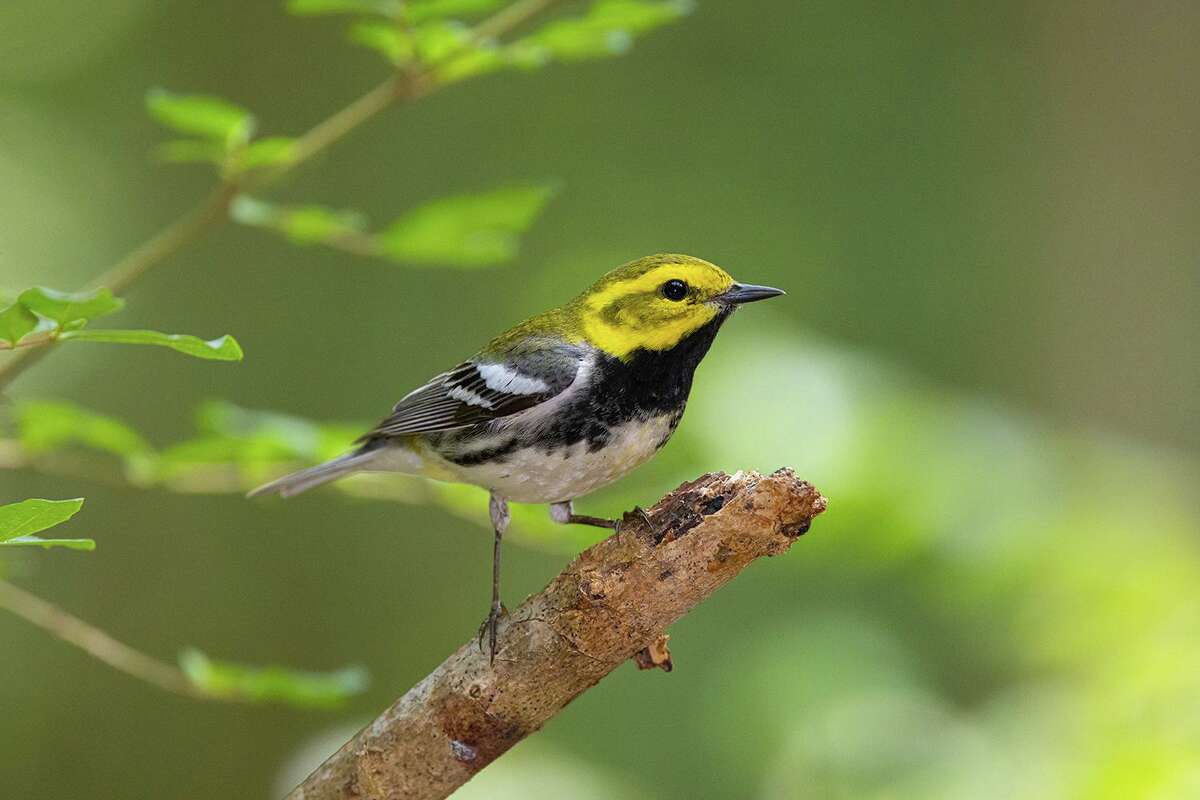 Do you hear that? More than 30 species of dazzling warblers will be ...