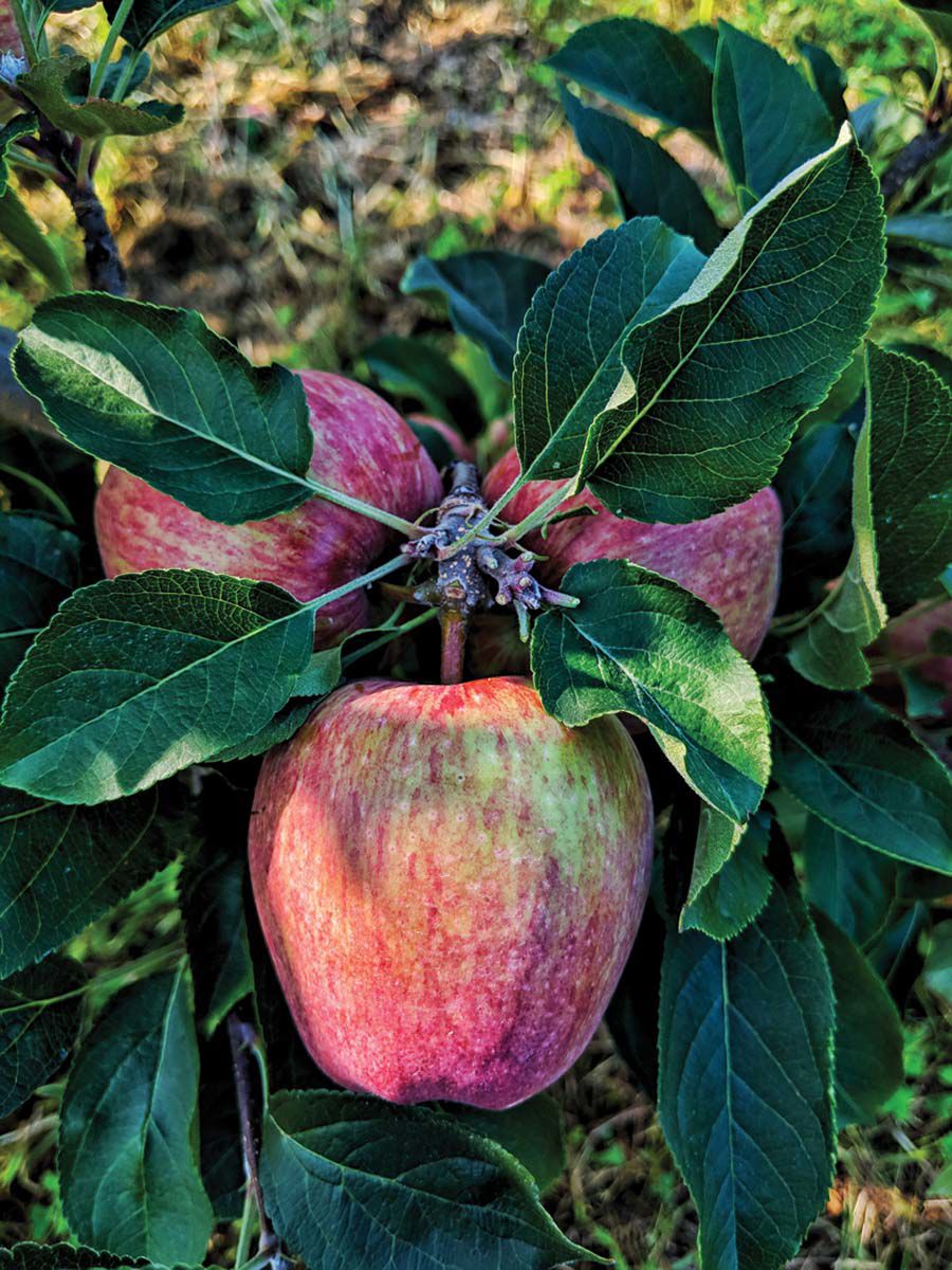 Decision Time For My 'Air-Pot Mini-Orchard' Apple Trees