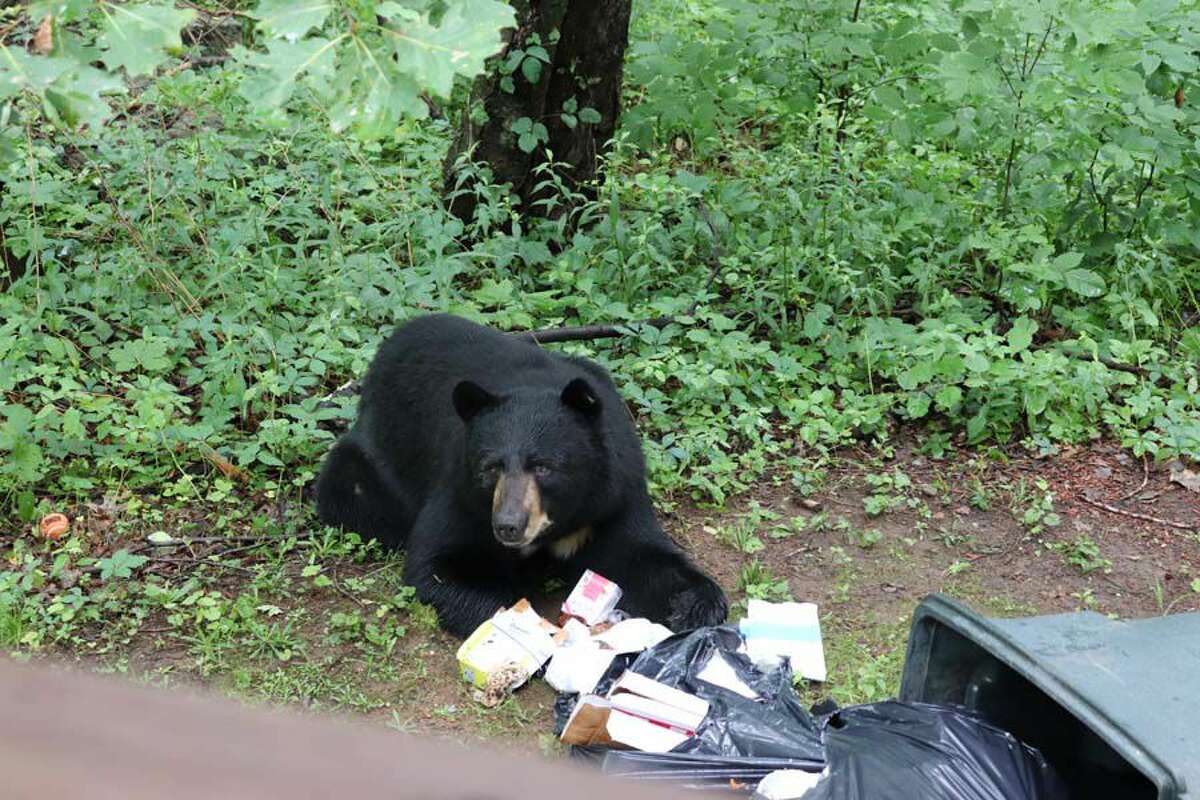 Encounters between homeowners and bears are becoming more common, especially around homes in wooded areas, as the bear population increases and spreads across the state. Our writer found this out firsthand when he discovered this bear going through his garbage. He has since learned to secure his trash to discourage foraging — and not to go outside to get a better picture of the bear.