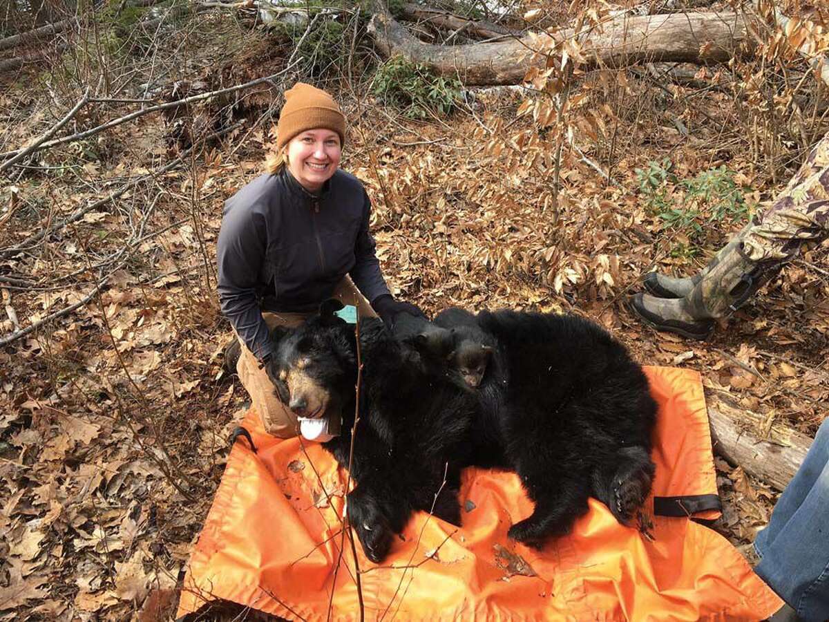 UConn wildlife expert Tracy Rittenhouse with an adult bear under study. The bear was briefly tranquilized by state DEEP staff while a GPS collar was changed before the bear and its family were returned to the wild.