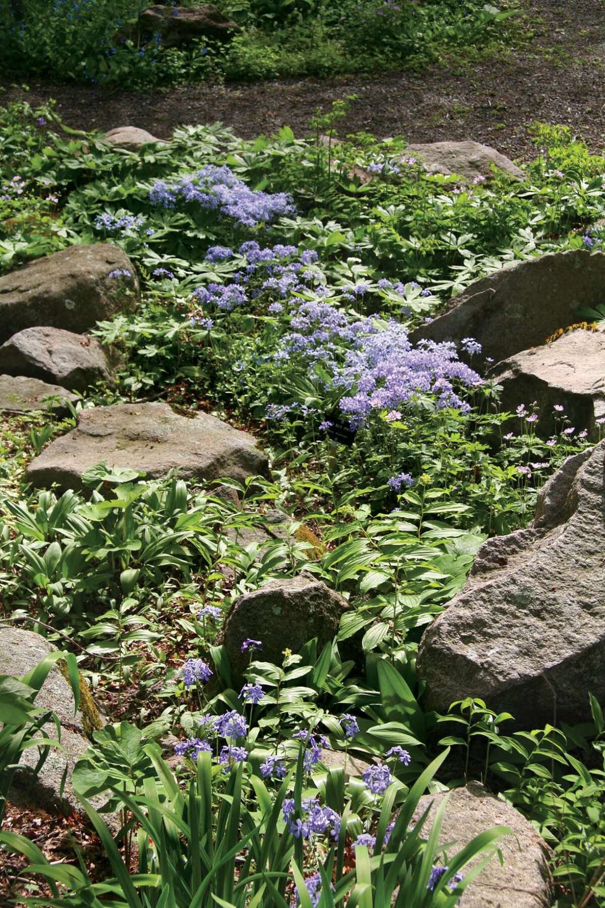 Rock garden with native wildflowers