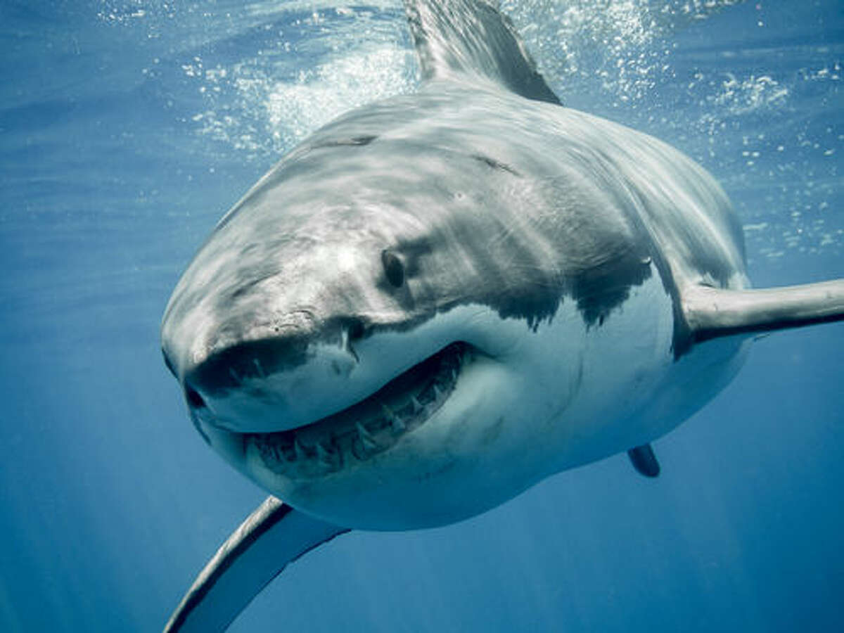 Great White Shark Spotted Off Coast Of Long Island: Ocearch