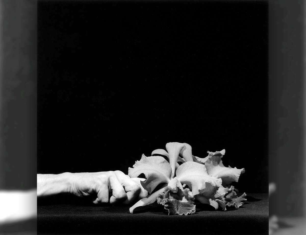 Orchid and Hand, photograph by Robert Mapplethorpe, 1983