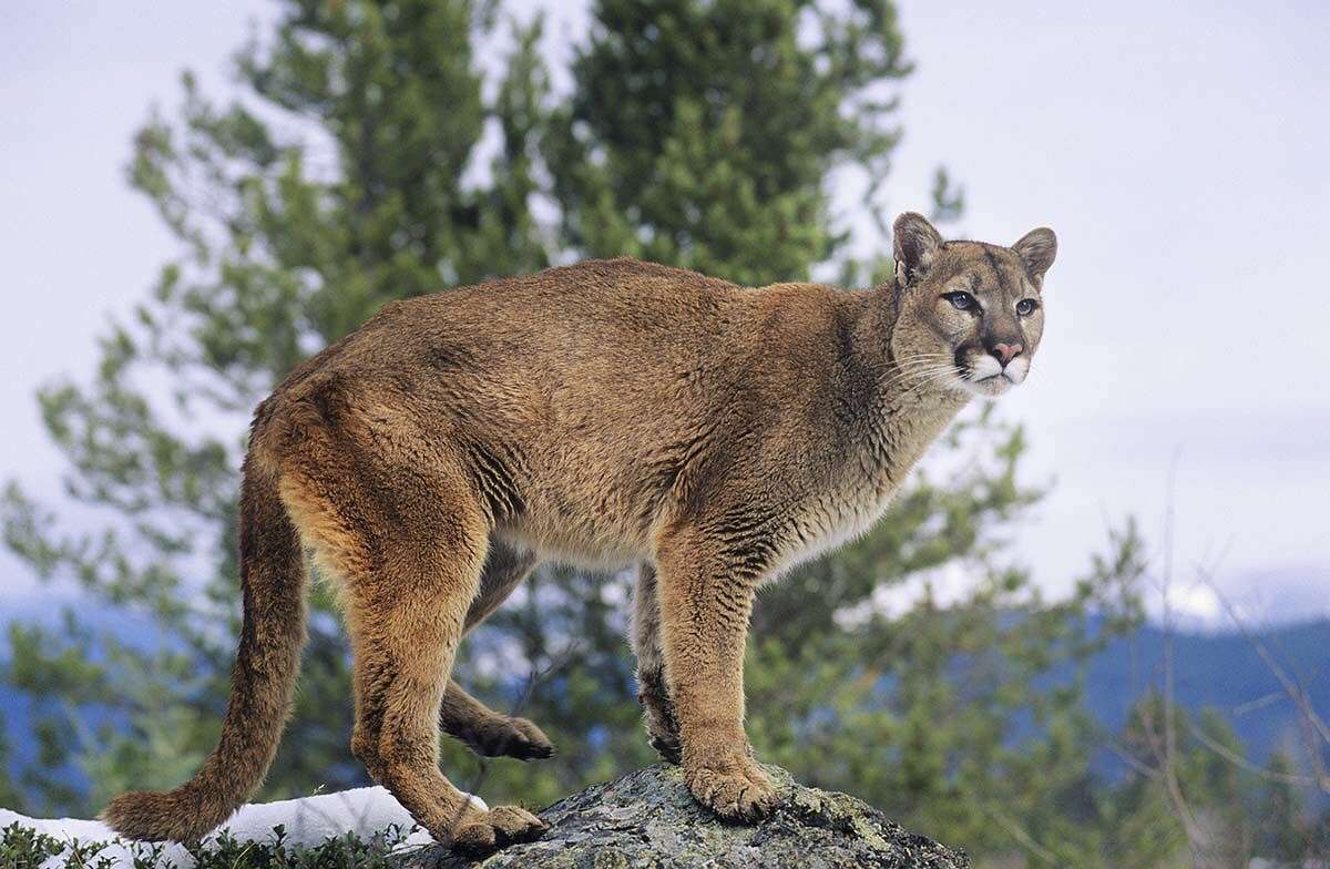 Although there are numerous reported sightings of mountain lions in Connecticut every year, the animals have actually been extinct in this state for more than a century.