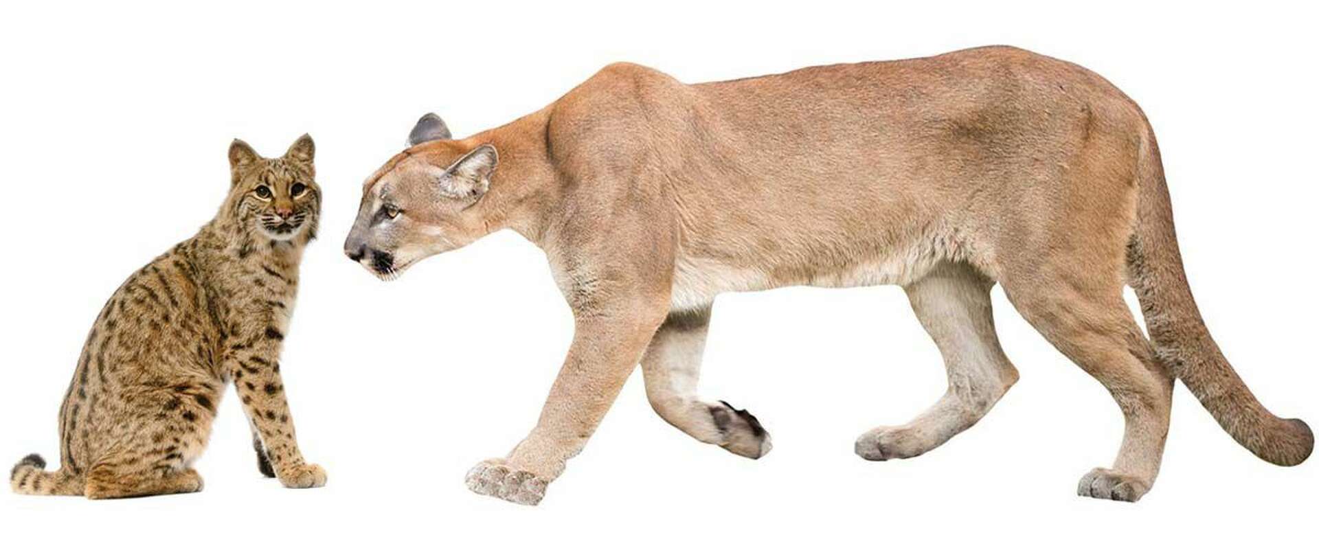 There are no mountain lions in Connecticut, so why do we keep seeing them?