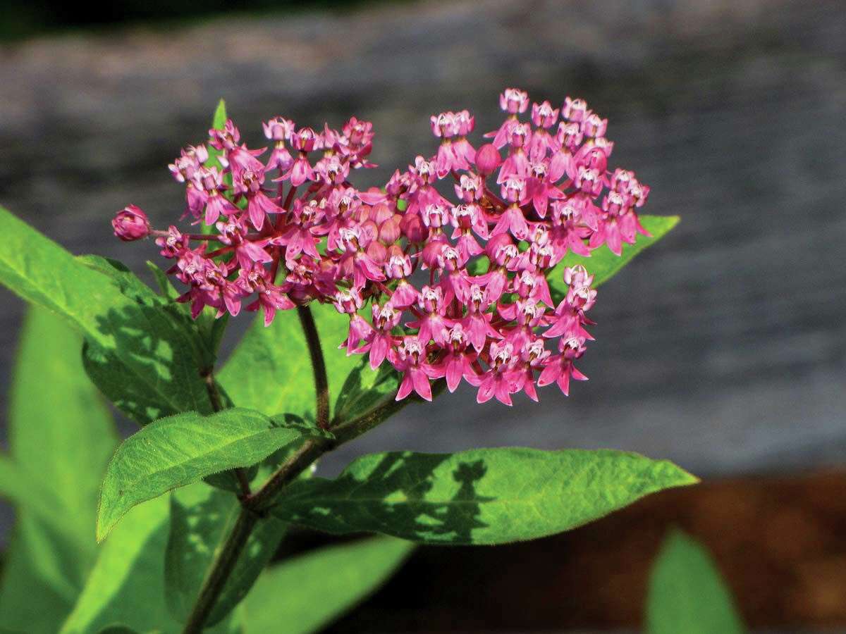 Swamp milkweed (Asclepias incarnata) Lisa Turoczi’s No. 1 choice for Connecticut rain gardens also happens to be a host plant for monarchs and “an amazing nectar source” for numerous other pollinators. It will reach 3 feet and, because it can temporarily handle getting its “feet” wet, is an ideal choice for the middle (or deepest spot) of the rain garden.