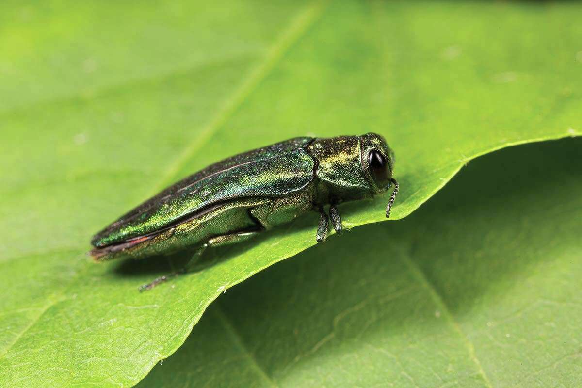 A beetle species native to Asia, the emerald ash borer was first spotted in the U.S. in 2002 and in Connecticut a decade later. Their larvae live within and feed on ash trees; with no native predators, these destructive insects have proliferated in the Northeast and now threaten the entire ash tree population. 