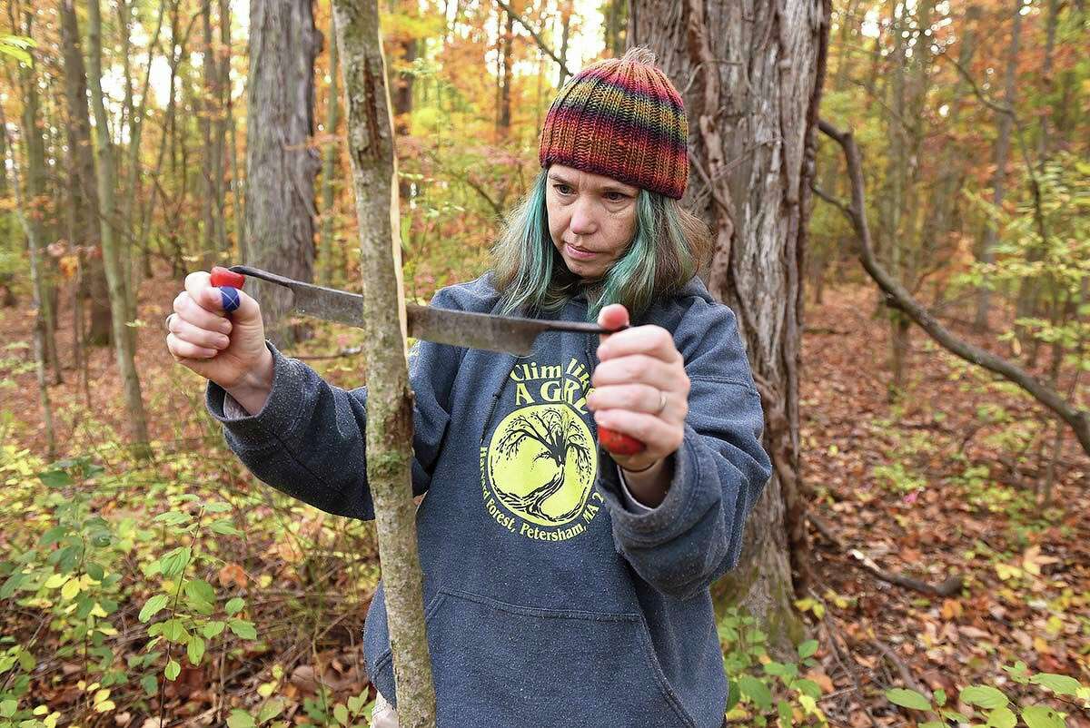 Claire Rutledge, associate agricultural scientist with the Connecticut Agricultural Experiment Station, shaves the bark from a young ash tree looking for emerald ash borer larvae and parasitoids.