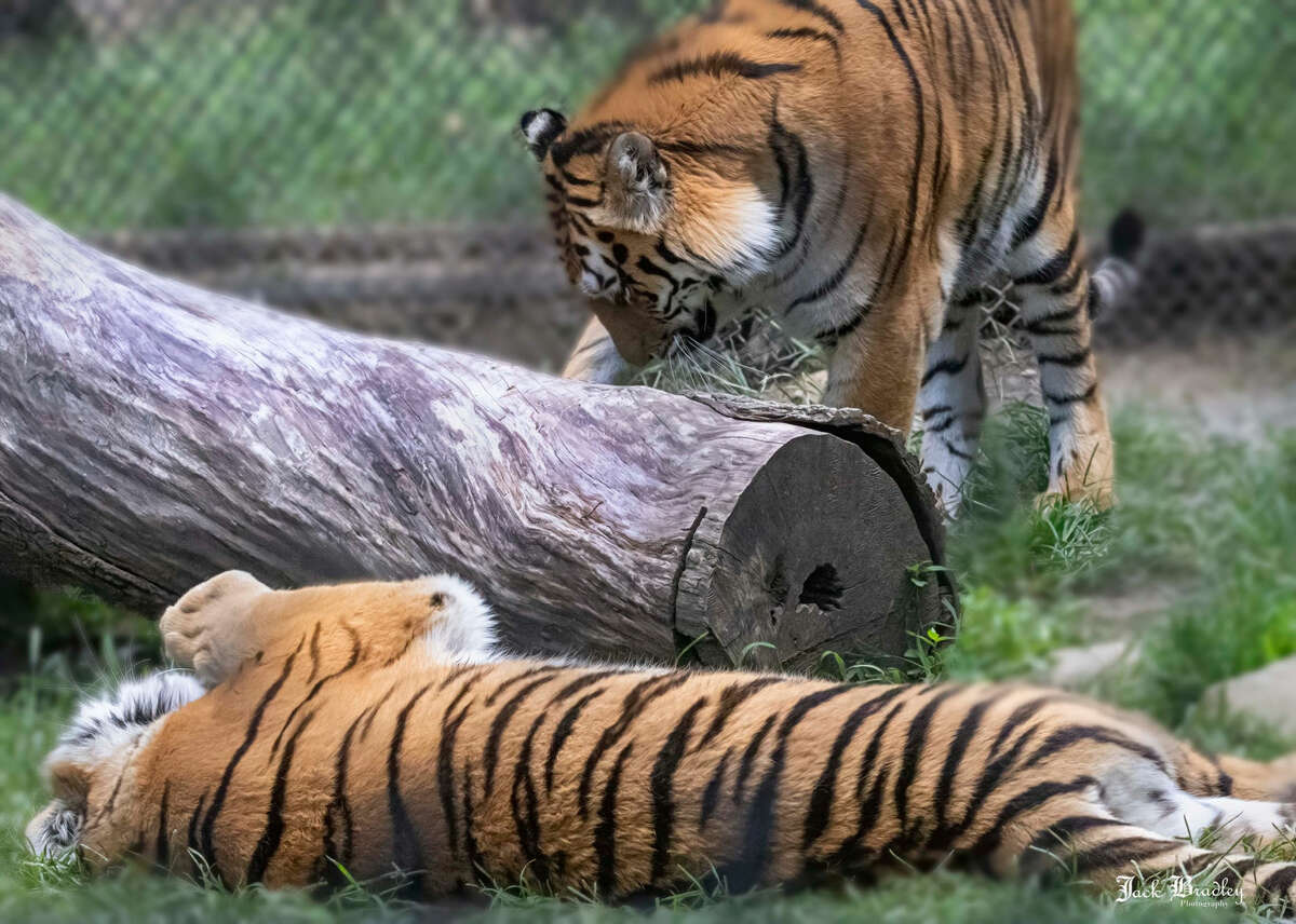 Beardsley Zoo's two Amur tigers, sister Reka and Zeya.