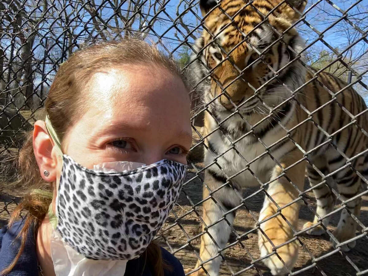 Sandy Hook resident Bethany Thatcher, an animal care specialist at Bridgeport’s Beardsley Zoo, is seen with Reka, a 250-pound Amur tiger. Thatcher was checking out Reka’s reaction to her mask -- something she wouldn’t normally wear. The mask is part of her gear now, one of many changes because of coronavirus concerns. “I don’t know if she knew who I was right away, but she was staring at my face more than she normally would,” Thatcher said, of the 2-year-old tiger.