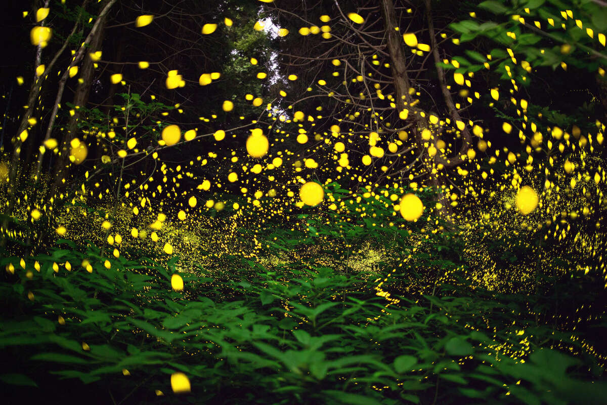 The coming weeks should bring some nightly light shows courtesy of emerging fireflies.