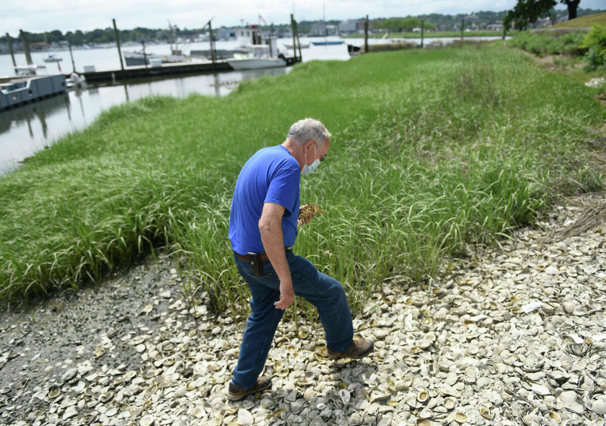 Harbor Watch founder Dick Harris walks along the water by Copps Island Oysters in East Norwalk, Conn. Thursday, June 18, 2020. An invasive species of crab known as the Chinese mitten crab has been spotted recently in the waters of the Housatonic River. The crabs are a major problem because of their burrowing activity that can compromise the integrity of levees and waterfront construction and rapidly increase stream bank erosion.